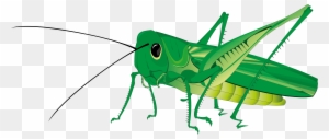 Grasshopper Clipart Lazy - Ant And The Grasshopper Drawing - Free ...